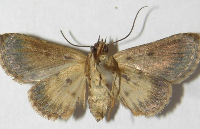 Fig.6 Adulto <i>Antiblemma</i></i> Poole13  ventral. Hembra. Voucher: 09-SRNP-76786-DHJ522081.jpg