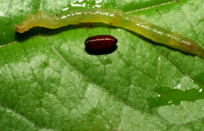 Fig.9  Cadáver y pupario de Tachinidae parasitado de <i>Antiblemma</i></i> Poole13 . Voucher: 07-SRNP-32961-DHJ433702.jpg