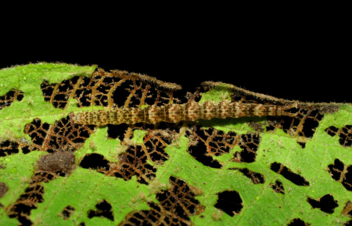 Fig.1 Larva <i>Antiblemma</i></i> Poole03  en último estadío mostrando la parte dorsal. Voucher:07-SRNP-34429-DHJ434780.JPG