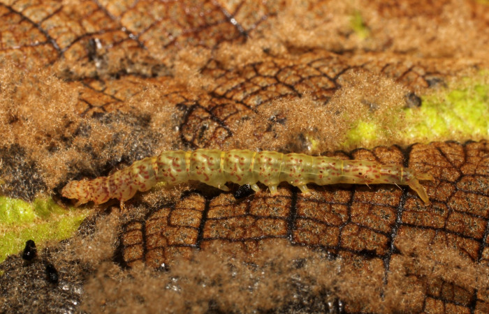 Fig.2  Larva <i>Antiblemma</i></i> Poole03  en penúltimo estadío mostrando forma de comer.  Voucher: 11-SRNP-32076-DHJ494668.JPG