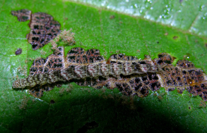 Fig.3 Larva <i>Antiblemma</i></i> Poole03  último estadío mostrando forma de comer.  Voucher: 05-SRNP-32612-DHJ404751.jpg