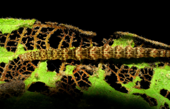 Fig.4 Larva <i>Antiblemma</i></i> Poole03 en último estadío mostrando la parte dorsal Voucher: 07-SRNP-34429-DHJ434782.JPG
