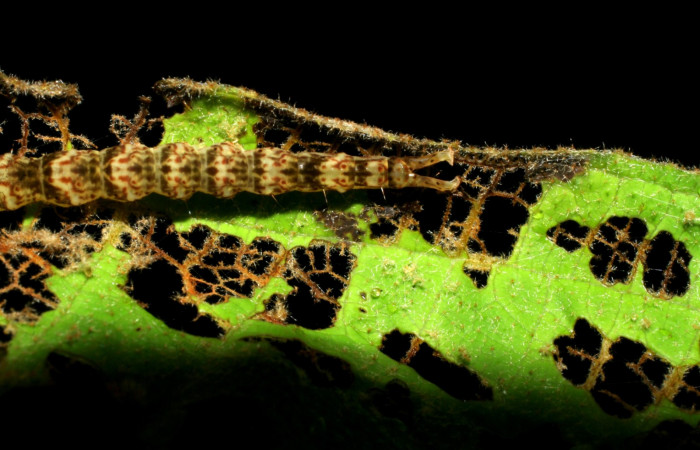 Fig.5  Larva <i>Antiblemma</i></i> Poole 03 en último estadío mostrando estructura último segmento. Voucher: 07-SRNP-34429-DHJ434784.JPG
