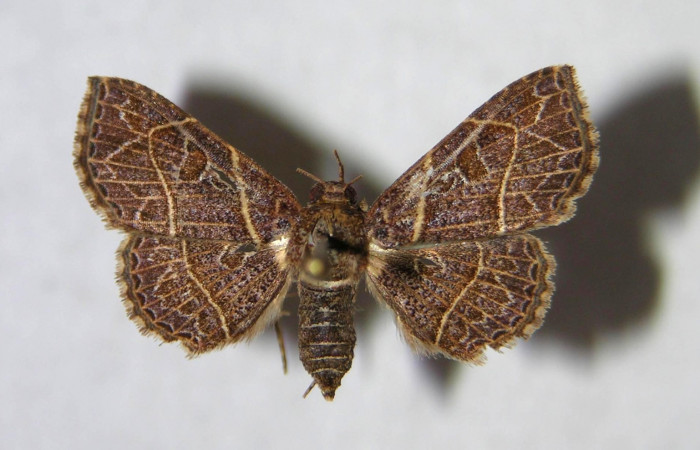 Fig.6 Adulto <i>Antiblemma</i></i> Poole03  dorsal. Hembra. Voucher:  05-SRNP-32006-DHJ364398.jpg