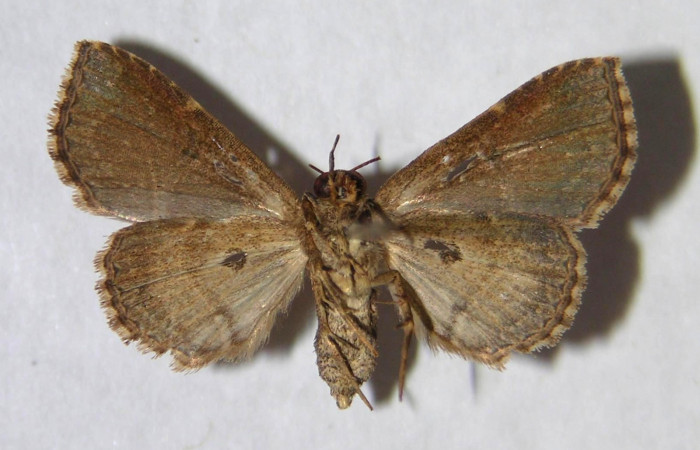 Fig.7 Adulto <i>Antiblemma</i></i> Poole03  ventral. Hembra. Voucher: 05-SRNP-32006-DHJ364399.jpg