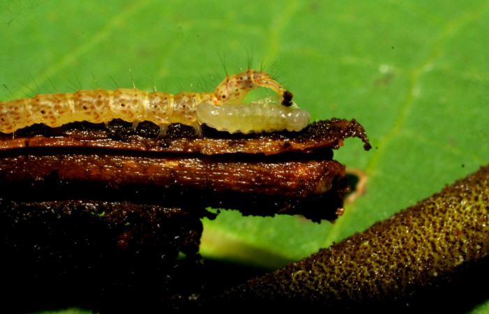Fig.8  Larva de parásito de Braconidae en <i>Antiblemma</i></i> Poole 03 Voucher: 07-SRNP-33228-DHJ430169.jpg
