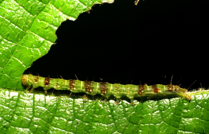 Fig.1 Larva <i>Antiblemma</i></i> Poole05  en último estadío mostrando la parte lateral. Voucher: 06-SRNP-34997-DHJ416694.jpg