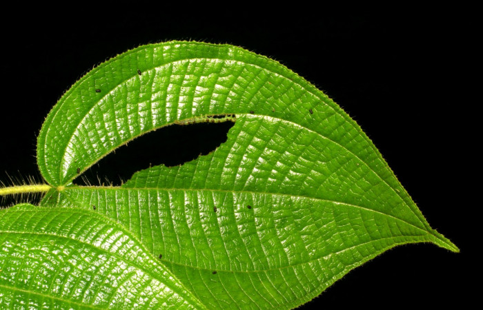 Fig.2 Larva <i>Antiblemma</i></i> Poole05  en penúltimo estadío mostrando forma de comer.  Voucher: 06-SRNP-34997-DHJ416690.jpg