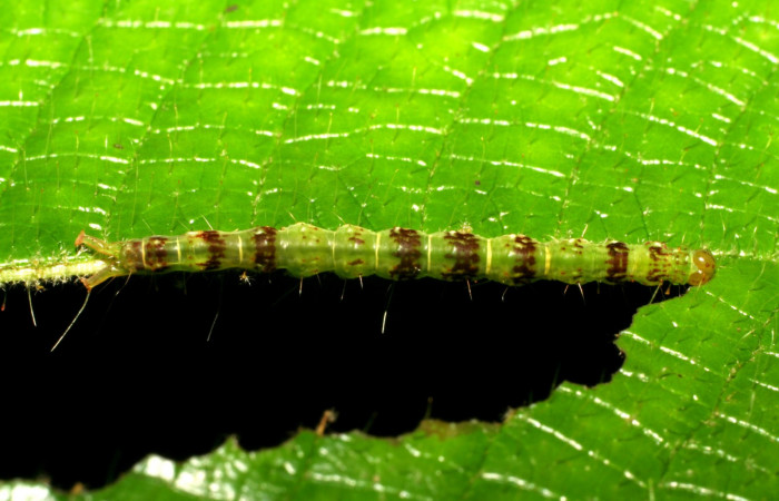 Fig.3 Larva <i>Antiblemma</i></i> Poole05 en último estadío mostrando la parte dorsal Voucher: 06-SRNP-34997-DHJ416695.jpg