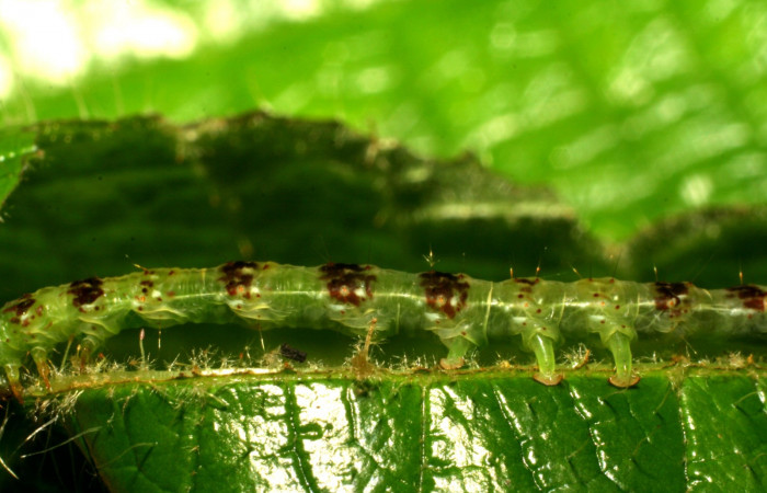 Fig.4  Larva <i>Antiblemma</i></i> Poole 05 en último estadío mostrando parte medial del cuerpo. Voucher: 06-SRNP-34997-DHJ416703-1.jpg