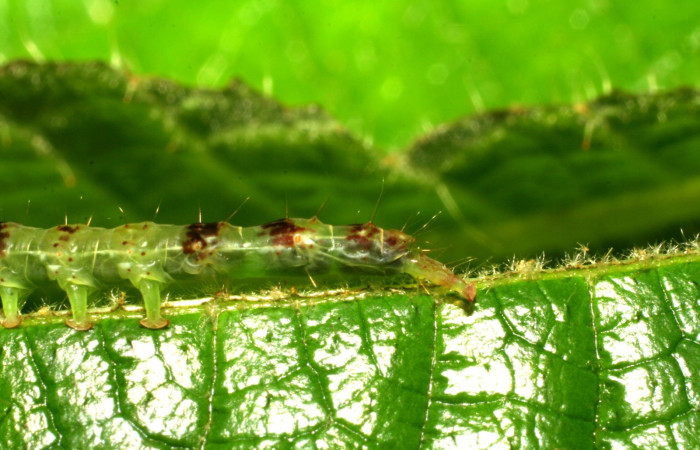 Fig.5  Larva <i>Antiblemma</i></i> Poole 05 en último estadío mostrando estructura del último segmento. Voucher: 06-SRNP-34997-DHJ416702.jpg