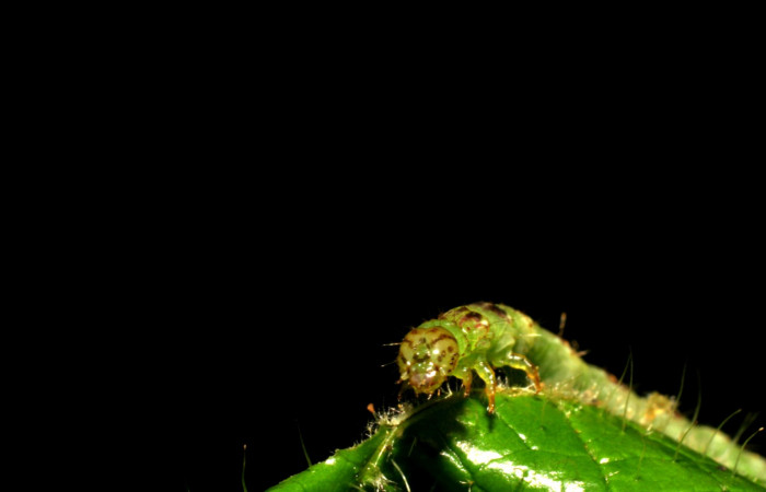 Fig.6  Larva <i>Antiblemma</i></i> Poole 05 en último estadío mostrando estructura frontal. Voucher: Fig.6 06-SRNP-34997-DHJ416699.jpg