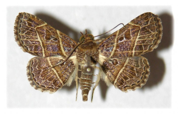 Fig.7 Adulto <i>Antiblemma</i></i> Poole05  dorsal. Hembra. Voucher:04-SRNP-41706-DHJ314252.jpg