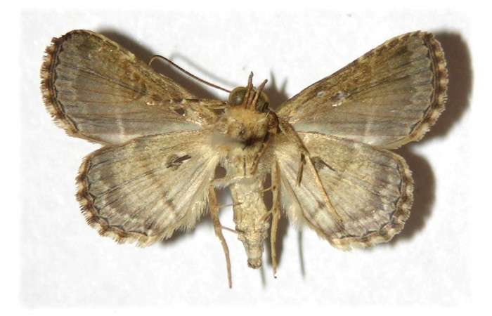 Fig.8 Adulto <i>Antiblemma</i></i> Poole05  ventral. Hembra. Voucher: 04-SRNP-41706-DHJ314253.jpg