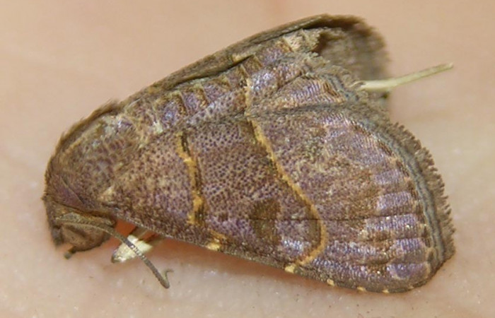 Fig.9  Adulto <i>Antiblemma</i></i> Poole13  dorsal. Hembra. Voucher: 07-SRNP-33118-DHJ510913.jpg