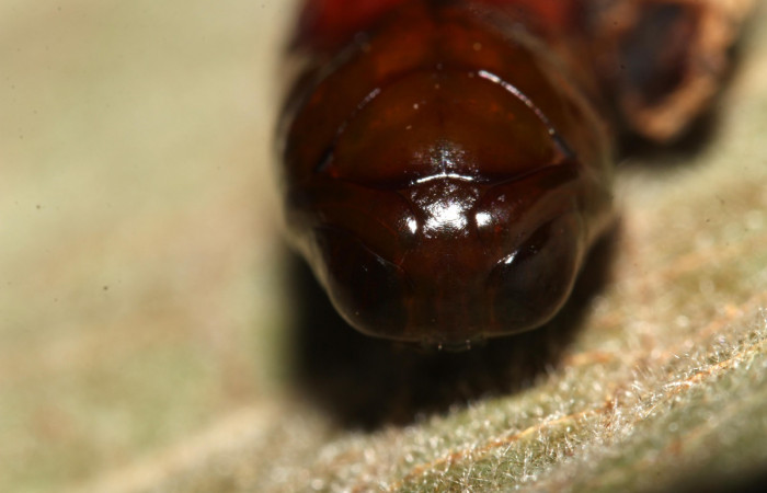 Fig.10 Pupa frontal <i>Antiblemma</i></i> Poole 29. Voucher: 17-SRNP-30550-DHJ736277.jpg