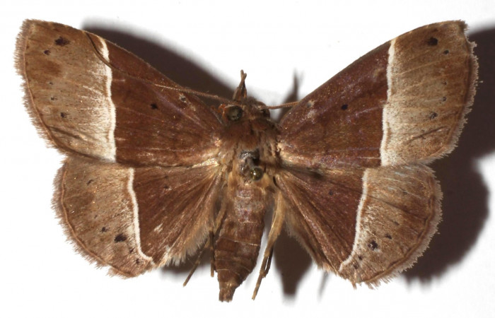 Fig.11 Adulto <i>Antiblemma</i></i> Poole29  dorsal. Hembra. Voucher:  17-SRNP-30550-DHJ925996.jpg