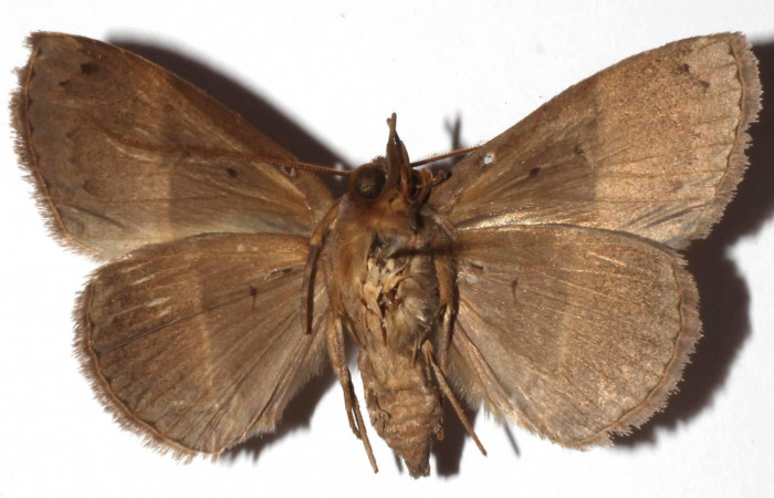 Fig.12 Adulto <i>Antiblemma</i></i> Poole29  ventral. Hembra. Voucher: 17-SRNP-30550-DHJ925997.jpg