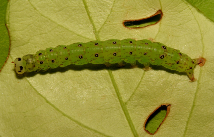 Fig.1 Larva <i>Antiblemma</i></i> Poole29  en último estadío mostrando la parte dorsal. Voucher: 12-SRNP-30675-DHJ485427.jpg