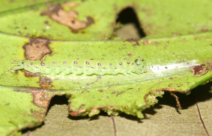 Fig.2 Larva <i>Antiblemma</i></i> Poole29  en penúltimo estadío mostrando forma de alimentarse.  Voucher:  17-SRNP-30550-DHJ736116.jpg