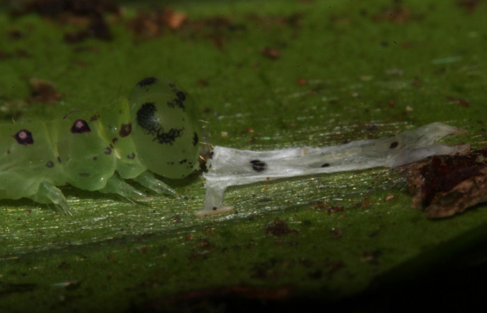 Fig.3 Larva <i>Antiblemma</i></i> Poole29  en penúltimo estadío comiendo membrana muda.  Voucher: 17-SRNP-30550-DHJ736121.jpg