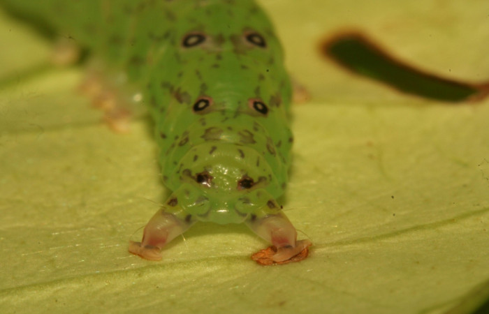 Fig.5 Larva <i>Antiblemma</i></i> Poole29  en penúltimo estadío mostrando la parte propatas.  Voucher: 12-SRNP-30675-DHJ485432.jpg