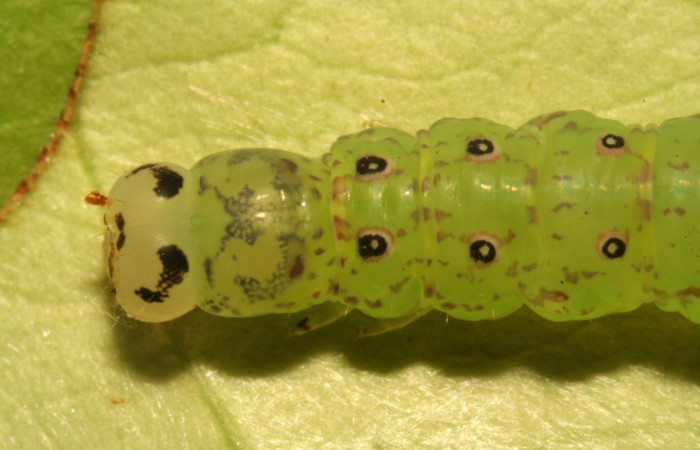 Fig.6 Larva <i>Antiblemma</i></i> Poole29 en último estadío mostrando la parte dorsal Voucher: 12-SRNP-30675-DHJ485429.jpg