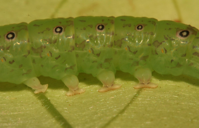 Fig.7  Larva <i>Antiblemma</i></i> Poole 29 en último estadío mostrando parte frontal. Voucher: 12-SRNP-30675-DHJ485434.jpg