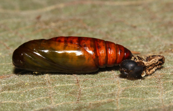 Fig.8 Pupa lateral y muda de larva <i>Antiblemma</i></i> Poole 29. Voucher: 17-SRNP-30550-DHJ736278.jpg