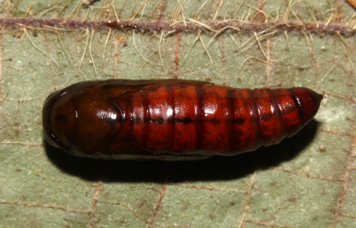 Fig.9 Pupa dorsal <i>Antiblemma</i></i> Poole 29. Voucher: 17-SRNP-30550-DHJ736274.jpg