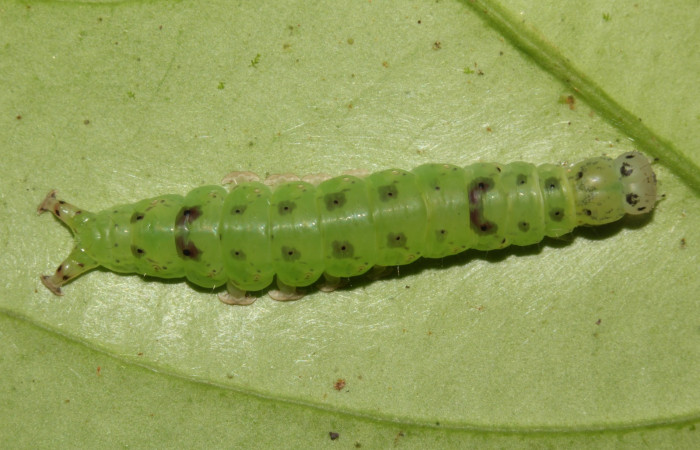 Fig.1 Larva <i>Antiblemma calais</i></i>  en penúltimo estadío mostrando la parte dorsal. Voucher: 18-SRNP-31039-DHJ744702.jpg