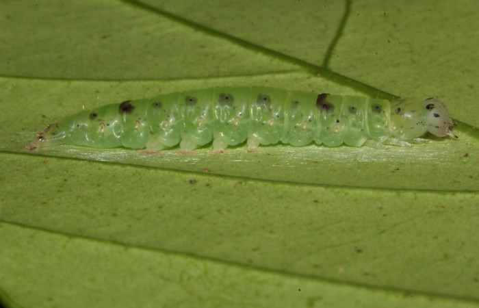 Fig.3 Larva <i>Antiblemma calais</i></i> en penúltimo estadío mostrando la parte dorsal. Voucher: 18-SRNP-31039-DHJ744703.jpg