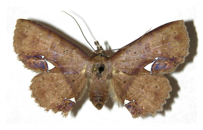 Fig.5 Adulto <i>Antiblemma calais</i></i>  dorsal. Hembra. Voucher:  05-SRNP-2920-DHJ314216.jpg
