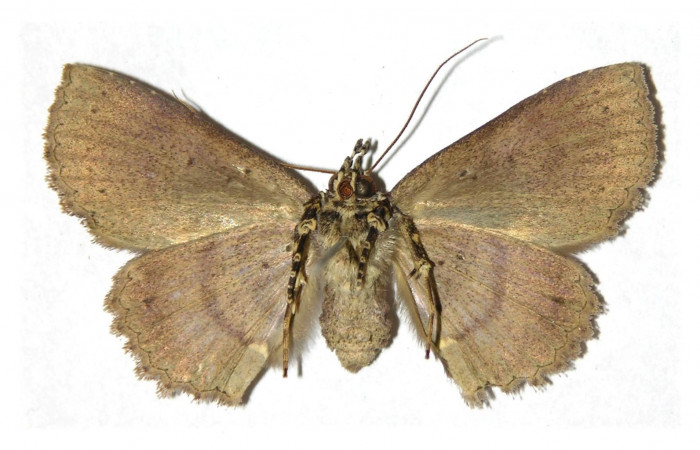 Fig.6 Adulto <i>Antiblemma calais</i></i> ventral. Hembra. Voucher: 05-SRNP-2920-DHJ314217.jpg