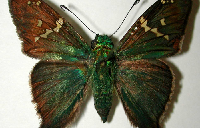 Fig.10 Adulto <i>Aguna coeloides</i></i> mostrando la parte dorsal ,  macho Voucher: 02-SRNP-6344-DHJ39122.jpg.