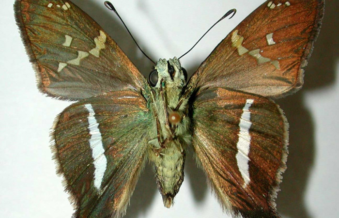 Fig.11 Adulto d <i>Aguna coeloides</i></i> mostrando la parte ventral,  Macho, Voucher: 02-SRNP-6344-DHJ39123.jpg.