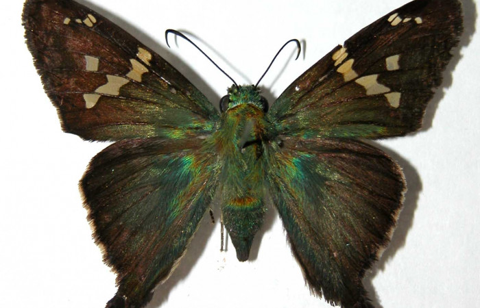 Fig.12 Adulto <i>Aguna coeloides</i></i> mostrando la parte dorsal , Hembra, Voucher:  03-SRNP-20032-DHJ39552.jpg.