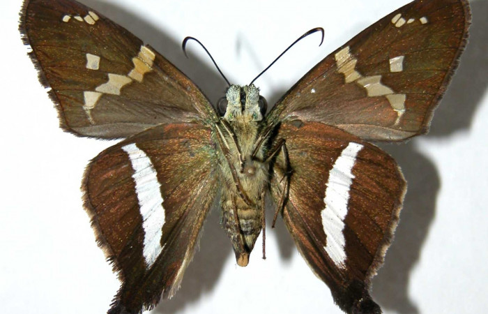 Fig.13 Adulto <i>Aguna coeloides</i></i> mostrando la parte ventral ,Hembra.  Voucher:  03-SRNP-20032-DHJ39553.jpg.