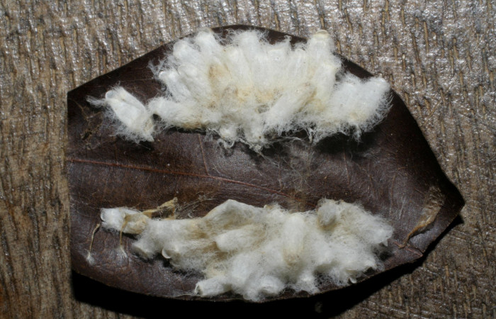 Fig. 15  Capullos <i>Hypomicrogaster rugosus</i></i> en larva <i>Aguna coeloides</i></i>. Voucher: 04-SRNP-31802-DHJ415300.jpg.