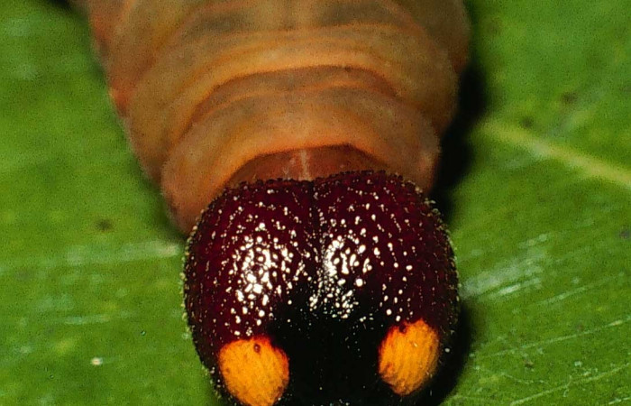 Fig..1  Larva <i>Aguna coeloides</i></i> último estadío  vista frontal, mostrando cabeza frontal Voucher:  01-SRNP-4335-DHJ58239.jpg
