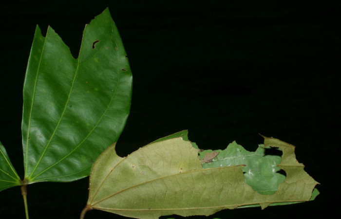 Fig.2  Larva <i>Aguna coeloides</i></i> tercer estadío ,mostrando forma de corte en la hoja.  Voucher: 08-SRNP-32489-DHJ446132.jpg