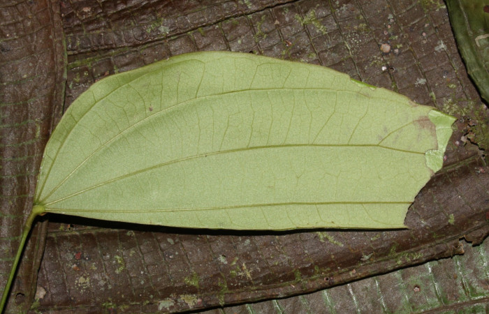 Fig. 3  Larva <i>Aguna coeloides</i></i>  tercer estadío ,mostrando forma de corte en la hoja  en Voucher: 14-SRNP-31359-DHJ721260.jpg