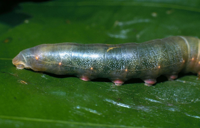 Fig.4  Larva <i>Aguna coeloides</i></i> Aguna coeloides  penultimo estadío vista dorsal, Voucher: 04-SRNP-32912-DHJ83874.jpg.