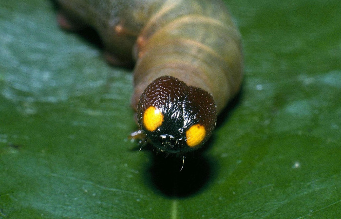 Fig. 5 Larva <i>Aguna coeloides</i></i>  penúltimo  estadío vista frontal.  Voucher: 04-SRNP-32912-DHJ83877.jpg.