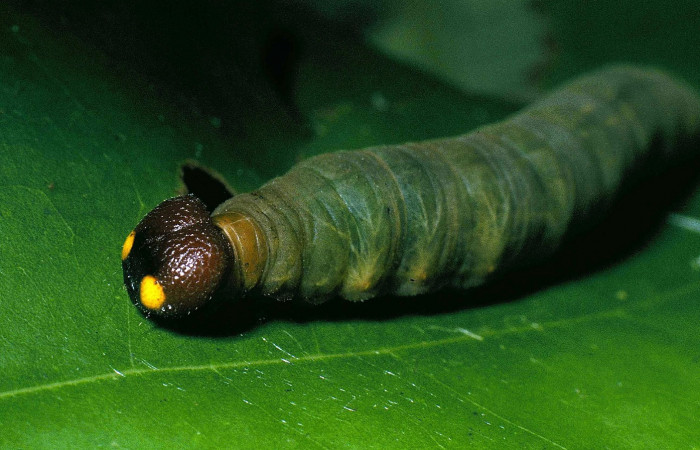 Fig.6  Larva <i>Aguna coeloides</i></i> penúltimo estadío vista lateral,  Voucher: 04-SRNP-33115-DHJ83910.jpg.