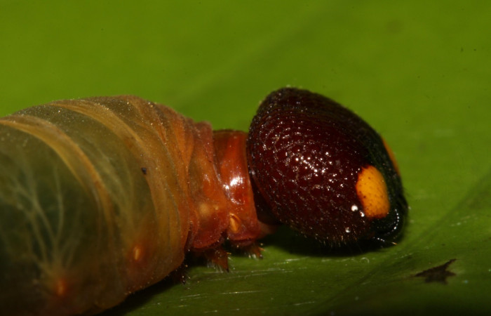 Fig.7  Larva <i>Aguna coeloides</i></i> ultimo estadío vista lateral,  Voucher: 14-SRNP-31359-DHJ721264.jpg.