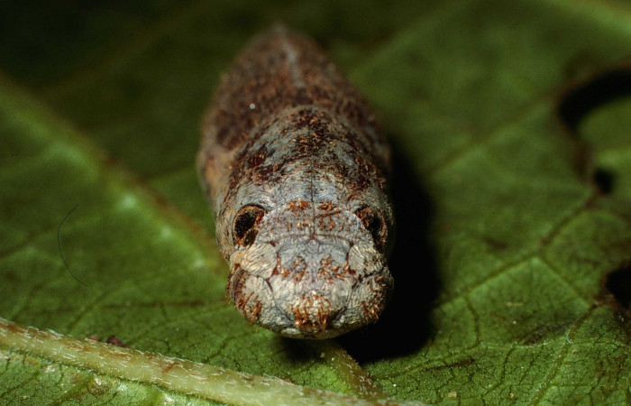 Fig.8  Pupa <i>Aguna coeloides</i></i> vista mostrando la parte frontal los ojos falsos.,  Voucher: 02-SRNP-6344-DHJ65914.jpg
