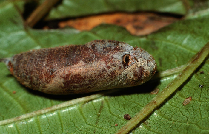 Fig.9  Pupa <i>Aguna coeloides</i></i> vista lateral,  Voucher: 02-SRNP-6344-DHJ65910.jpg.