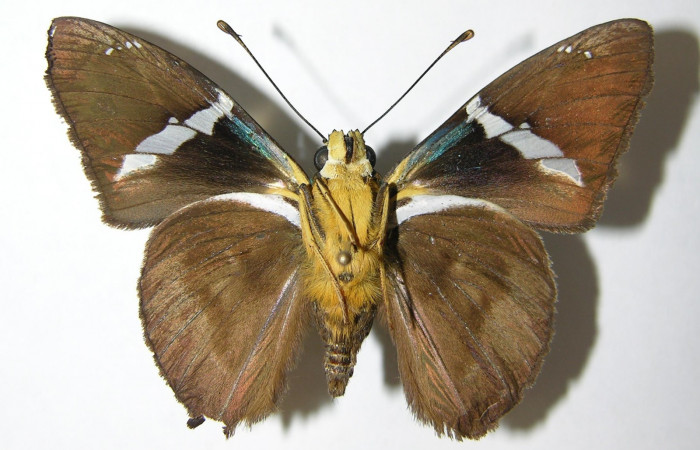 Fig. 11 Adulto <i>Telegonus procrastinator</i></i> mostrando la parte ventral , macho. Voucher: 003-SRNP-38625-DHJ341103.jpg