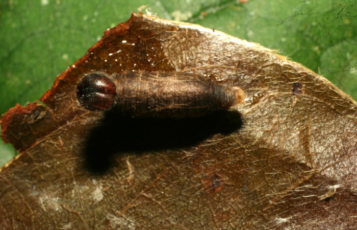 Fig.12 Parásitos de <i>Telegonus procrastinator</i></i>. Momia de <i>Hyposoter</i></i> INB-42DHJ02. (Ichneumonidae)  Voucher: 10-SRNP-32286-DHJ477322.jpg